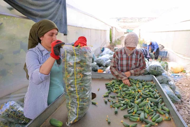 Elmalar Mahallesi'ndeki Çolak ailesi, seralarında aile boyu çalışarak üretim yapıyor.