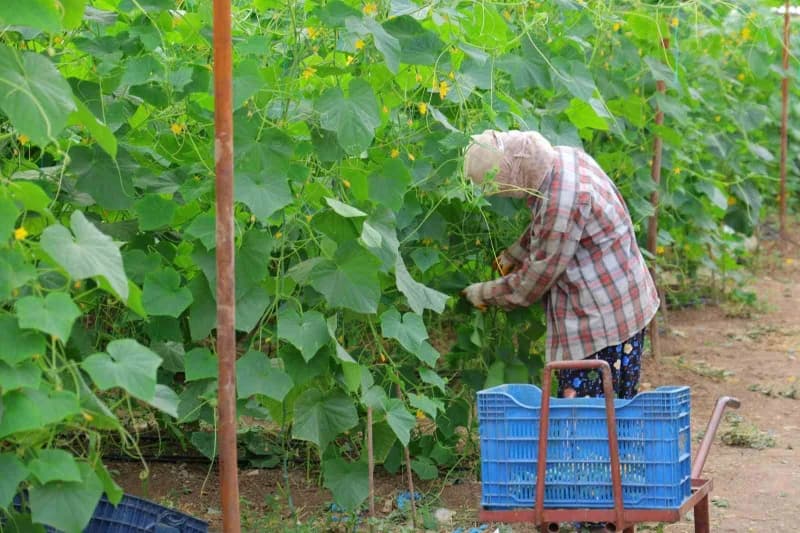 Seralarda yetiştirilen ürünler, olgunlaşmalarının ardından üreticiler tarafından tek tek toplanıyor