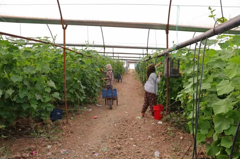 Kahramanmaraş Elmalar Mahallesi seralarında turşuluk salatalık ve kornişon hasadı yapan üreticiler
