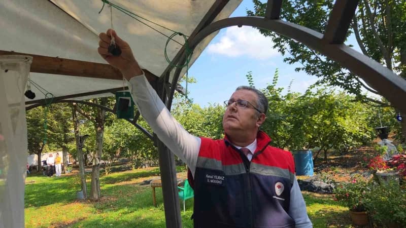 Meyve ve sebzelerin bir numaralı düşmanı olan Kahverengi kokarca zararlısı, Samsun'da farklı noktalara yerleştirilen 26