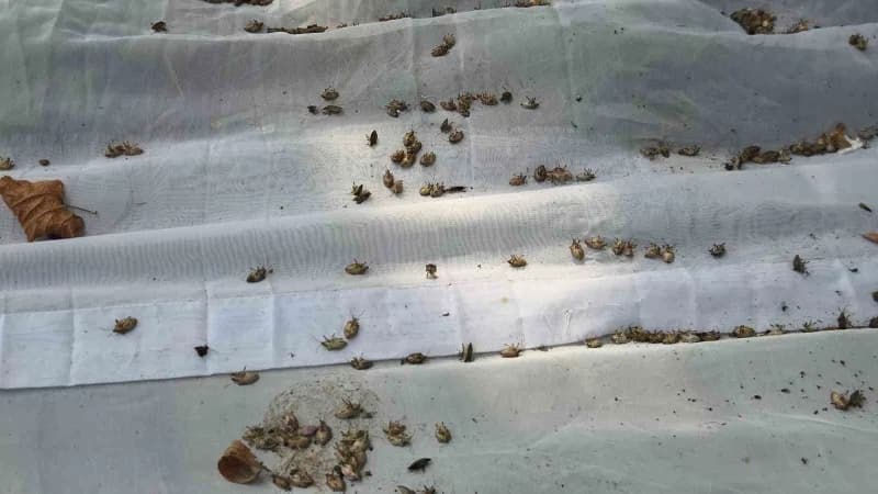 Meyve ve sebzelerin bir numaralı düşmanı olan Kahverengi kokarca zararlısı, Samsun'da farklı noktalara yerleştirilen 26
