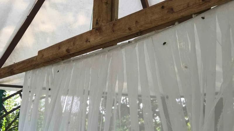 Meyve ve sebzelerin bir numaralı düşmanı olan Kahverengi kokarca zararlısı, Samsun'da farklı noktalara yerleştirilen 26