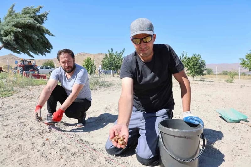 Kapadokya Göreme’de safran tarlasında safran bitkileri ve üretim alanı