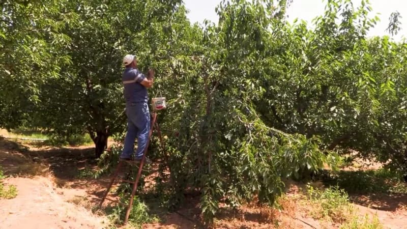 Niğde Emirler köyünde kapalı sulama sistemiyle sulanan kiraz bahçeleri