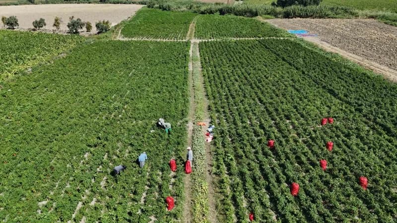 Hatay’ın bereketli toprakları olan Amik Ovası'nda, 42 derece sıcaklıkta tatlı biber hasadı sürüyor. Kavurucu sıcaklıklar