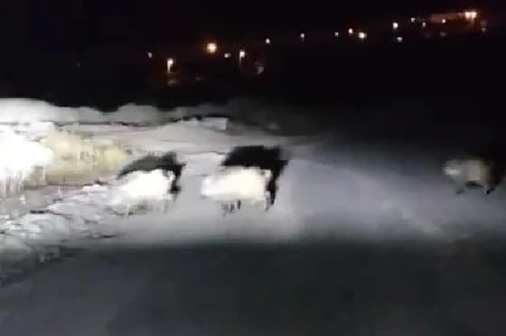 Karabük'te gece saatlerinde mahalleye inen kalabalık yaban domuzu sürüsü, sürücülere şaşkınlık yaşattı. Sürüden ayrılan