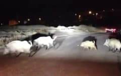 Karabük Cumhuriyet Mahallesi Şahintepesi mevkisinde gece saatlerinde mahalleye inen yaban domuzu sürüsü