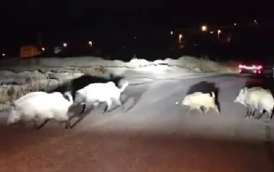 Karabük Cumhuriyet Mahallesi Şahintepesi mevkisinde gece saatlerinde mahalleye inen yaban domuzu sürüsü