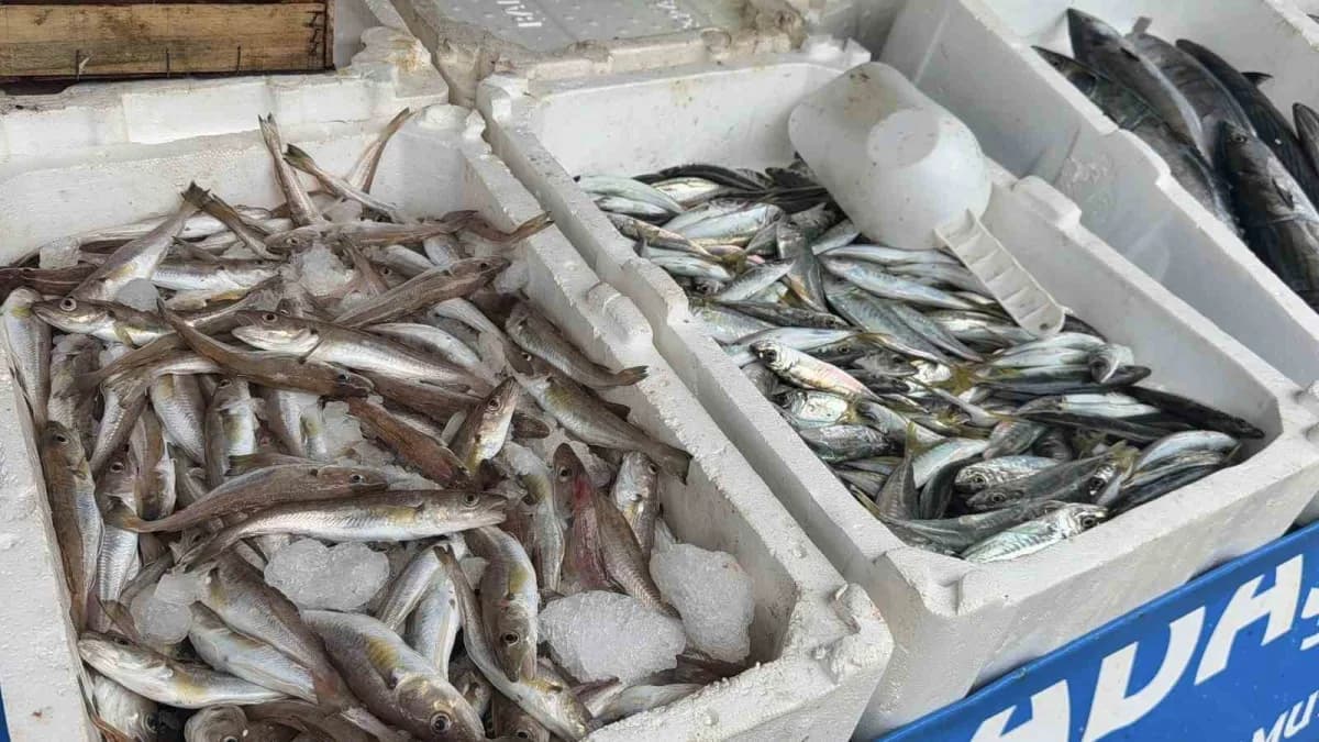 Arnavutköy Karaburun Balık Hali'nde balıkçılar, havaların daha da soğumasıyla mezgit, tekir, istavrit ve çinakop miktarı