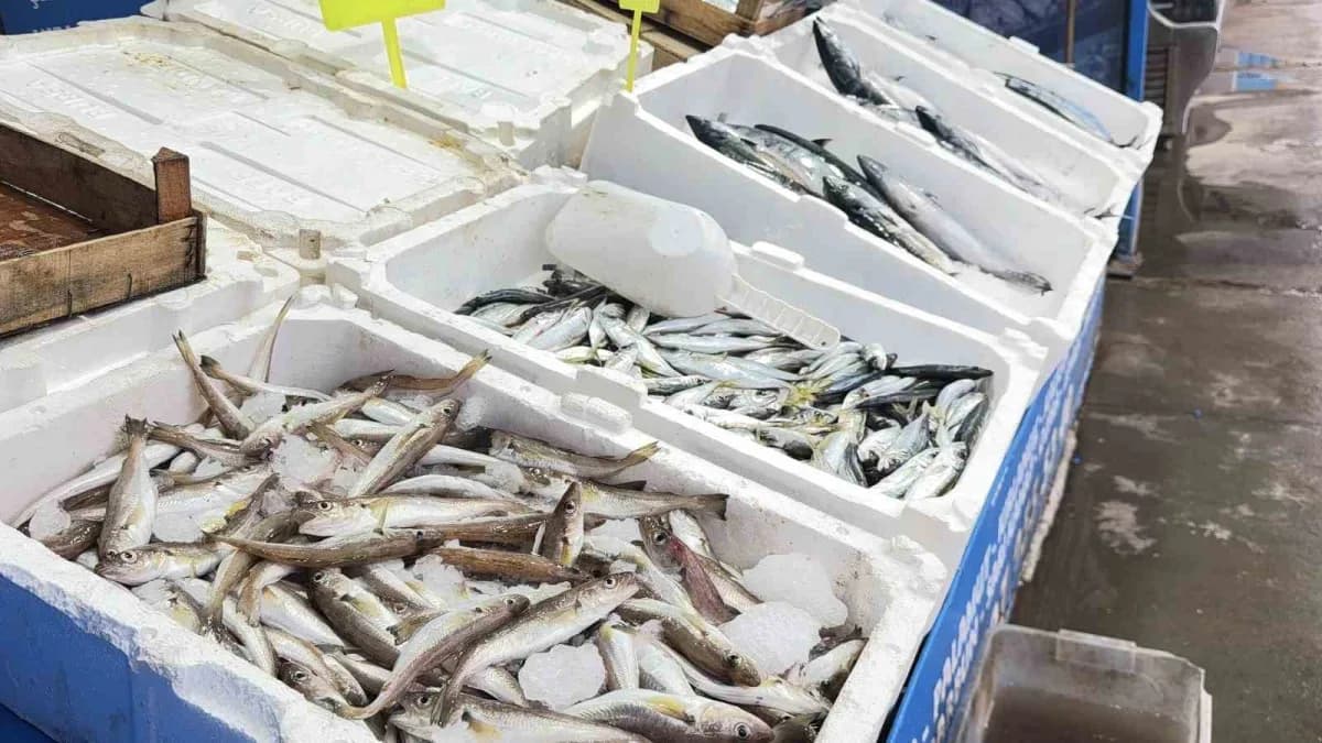 Karaburun Balık Hali’nde palamut balıkları tezgah üzerinde sergileniyor