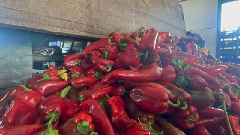 Bursa'nın Karacabey ilçesinde yetiştirilen ve yüksek aromasıyla ev yapımı salçanın vazgeçilmezi olan salçalık biberin ha