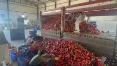 Bursa Karacabey'de yetişen yüksek aromalı salçalık biberlerin hasat ve paketleme süreci