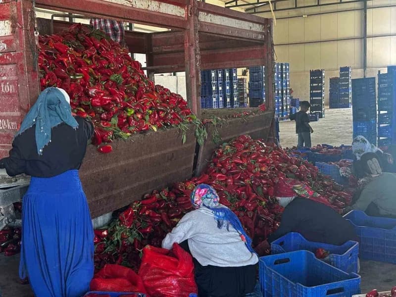 Bursa'nın Karacabey ilçesinde yetiştirilen ve yüksek aromasıyla ev yapımı salçanın vazgeçilmezi olan salçalık biberin ha