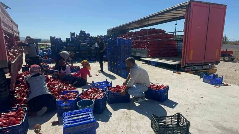 Bursa'nın Karacabey ilçesinde yetiştirilen ve yüksek aromasıyla ev yapımı salçanın vazgeçilmezi olan salçalık biberin ha