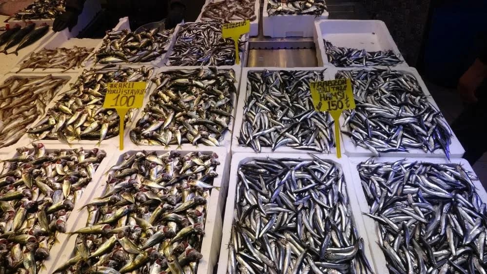 Hamsi ve istavritte kota uygulaması belirlendi