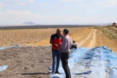 Konya Karapınar’da çerezlik ayçiçeği ve patates tarlalarında devam eden hasat çalışmaları