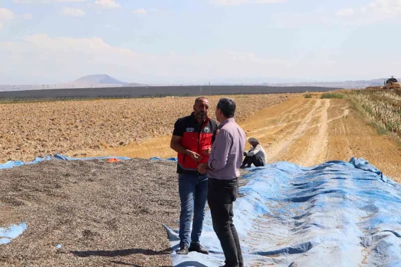 Konya Karapınar’da çerezlik ayçiçeği ve patates tarlalarında devam eden hasat çalışmaları