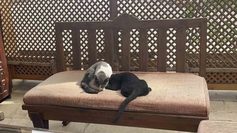 Kastamonu'da annesi tarafından reddedildiği için süt ememeyen ve çareyi kardeşini emmekte bulan kedi, görenleri tebessüm