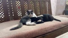 Kastamonu Yakupağa Külliyesi’nde kardeşini emen kedi ve diğer kediler