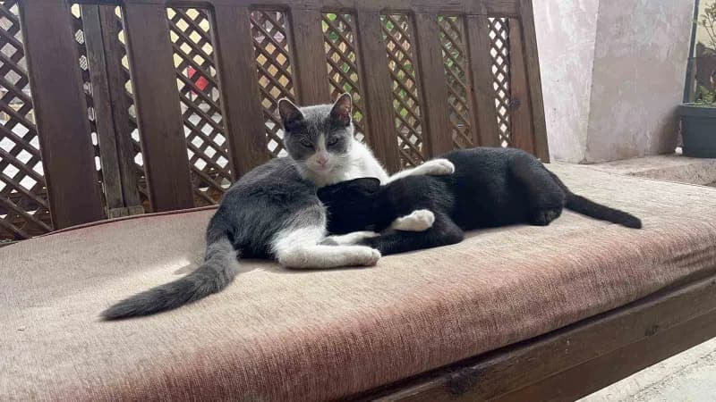 Kastamonu Yakupağa Külliyesi’nde kardeşini emen kedi ve diğer kediler
