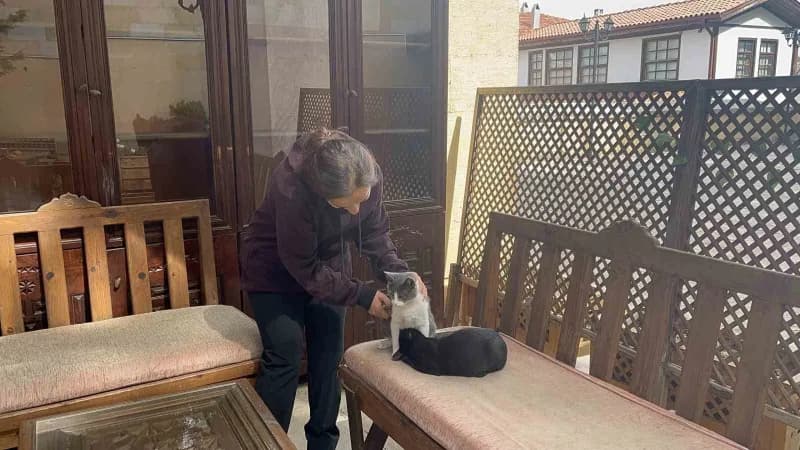 Kastamonu'da annesi tarafından reddedildiği için süt ememeyen ve çareyi kardeşini emmekte bulan kedi, görenleri tebessüm