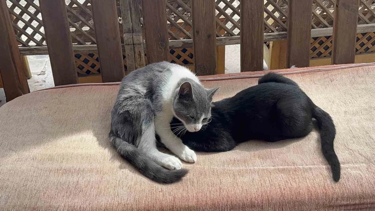 Kastamonu'da annesi tarafından reddedildiği için süt ememeyen ve çareyi kardeşini emmekte bulan kedi, görenleri tebessüm