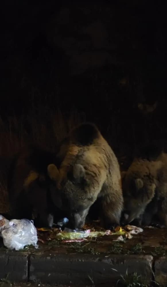 Kars’ta boz ayılar, kış öncesi beslenme telaşına girince yerleşim alanlarına kadar indi.