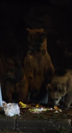 Kars Sarıkamış’ta gece saatlerinde çöp konteynerlerinin çevresinde yiyecek arayan anne boz ayı ve yavruları