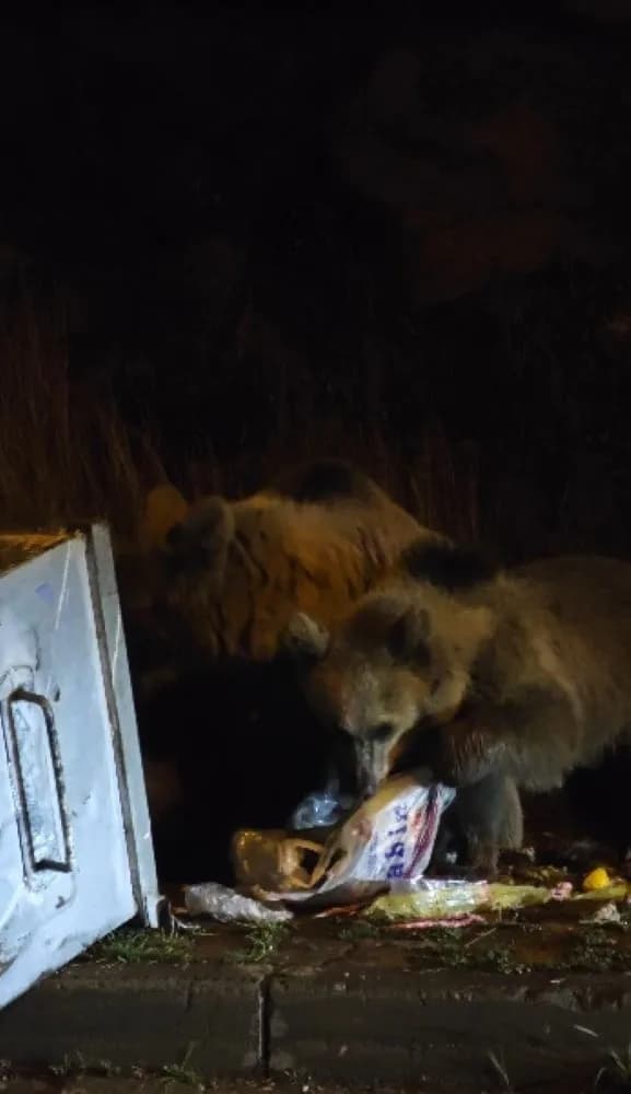 Kars’ta boz ayılar, kış öncesi beslenme telaşına girince yerleşim alanlarına kadar indi.