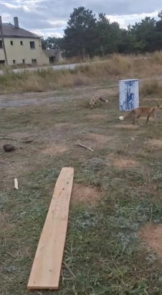 Kars’ta eski istasyonda beklenmedik buluşma! Arı kovanlarını taşırken 3 tilki geldi, vatandaş misafirlerini eliyle besle