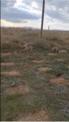 Kars’ta eski tren istasyonunda arı kovanlarını taşırken 3 kızıl tilkiyi eliyle besleyen vatandaş
