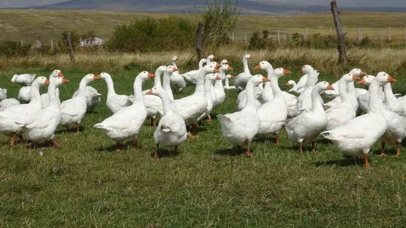 Kars'ın yöresel ürünleri arasında önemli bir yere sahip olan ve 3 Ekim 2023 tarihinde Türk Patent ve Marka Kurumu tarafı