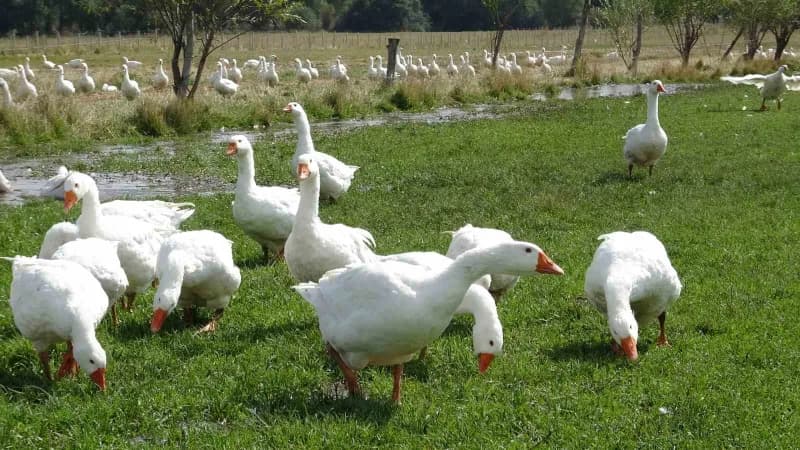 Kars'ın yöresel ürünleri arasında önemli bir yere sahip olan ve 3 Ekim 2023 tarihinde Türk Patent ve Marka Kurumu tarafı