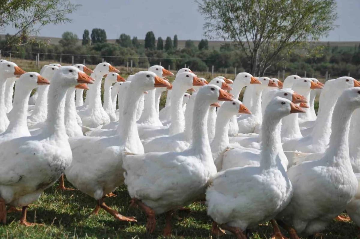 Kars’ta geleneksel yöntemlerle yetiştirilen kazlar karla buluşurken besiye alınıyor