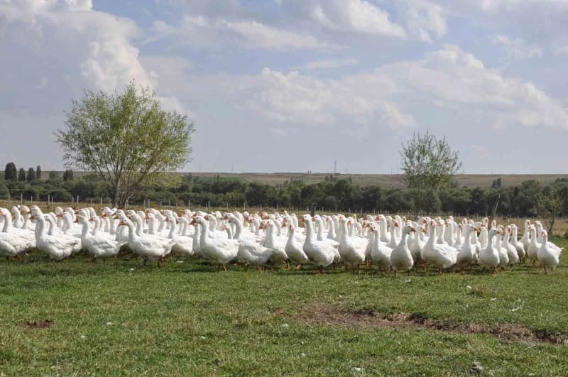 Kars'ın yöresel ürünleri arasında önemli bir yere sahip olan ve 3 Ekim 2023 tarihinde Türk Patent ve Marka Kurumu tarafı
