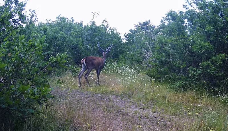 Kastamonu’da ormanlık alanlara yerleştirilen fotokapanlar, yaban hayatını görüntüledi. Fotokapanlara karaca, ayı, yaban