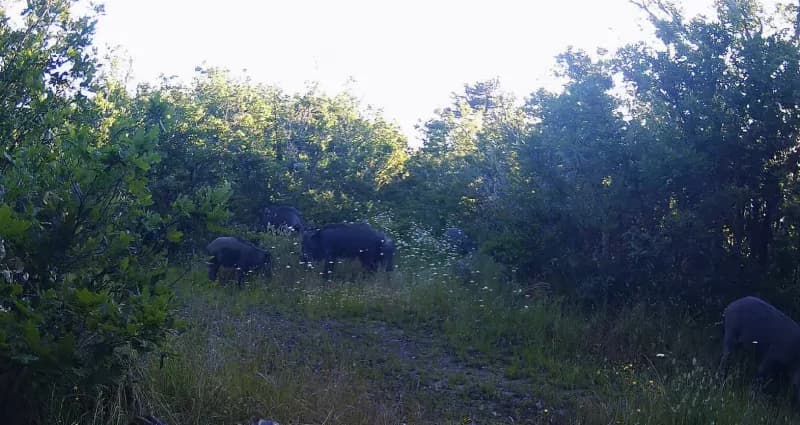 Kastamonu’da ormanlık alanlara yerleştirilen fotokapanlar, yaban hayatını görüntüledi. Fotokapanlara karaca, ayı, yaban