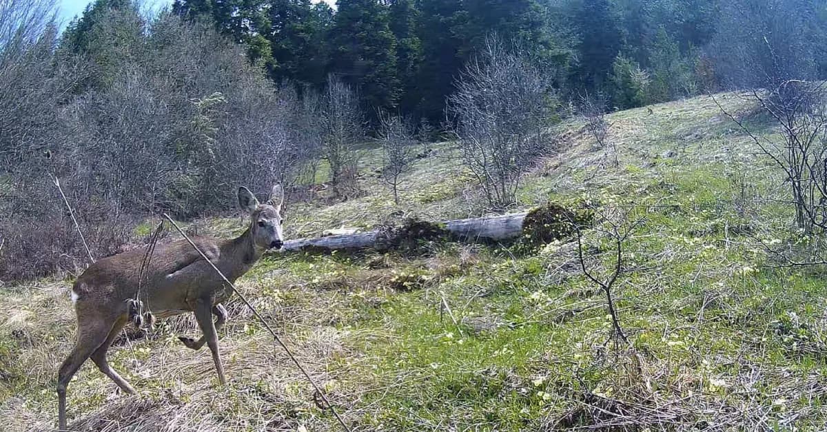Kastamonu’da ormanlık alanlara yerleştirilen fotokapanlar, yaban hayatını görüntüledi. Fotokapanlara karaca, ayı, yaban