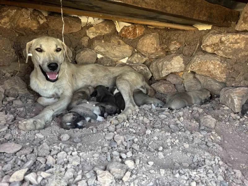 Diyarbakır'ın Sur ilçesinde kayaların arasına sıkışan yavru köpekler, duyarlı vatandaş sayesinde kurtarılarak annelerini