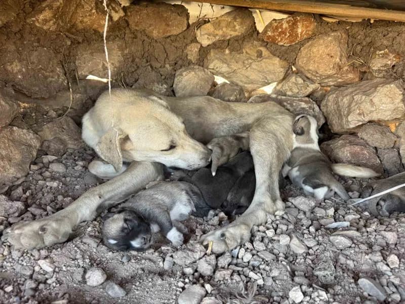 Diyarbakır'ın Sur ilçesinde kayaların arasına sıkışan yavru köpekler, duyarlı vatandaş sayesinde kurtarılarak annelerini