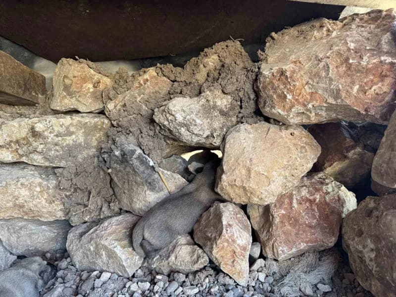 Diyarbakır'ın Sur ilçesinde kayaların arasına sıkışan yavru köpekler, duyarlı vatandaş sayesinde kurtarılarak annelerini