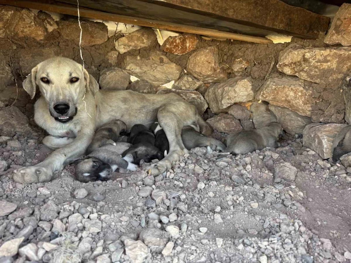 Diyarbakır Sur ilçesinde kayaların arasına sıkışan yavru köpeklerin kurtarılması