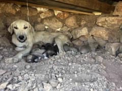 Diyarbakır Sur ilçesinde kayaların arasına sıkışan yavru köpeklerin kurtarılması