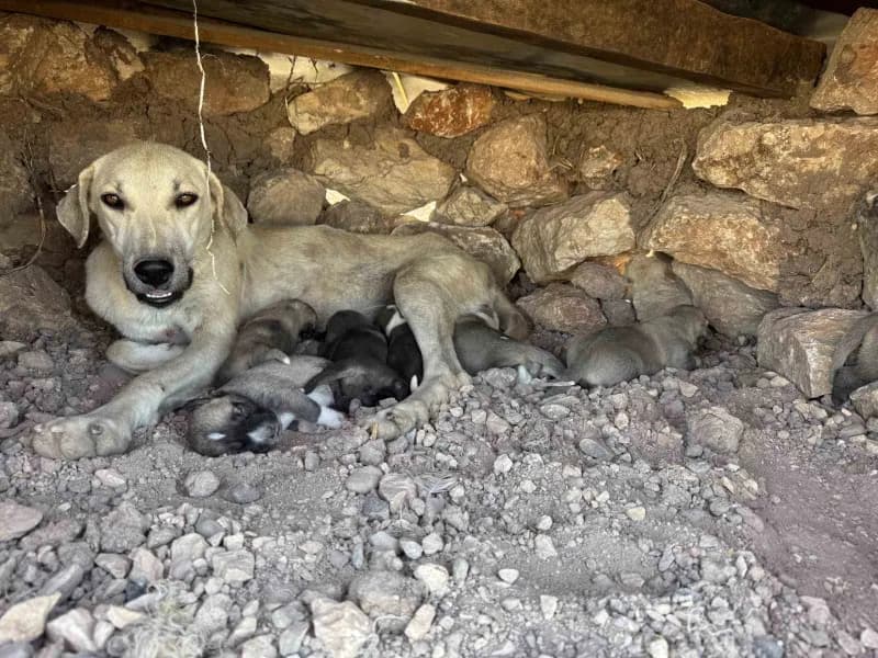 Diyarbakır Sur ilçesinde kayaların arasına sıkışan yavru köpeklerin kurtarılması