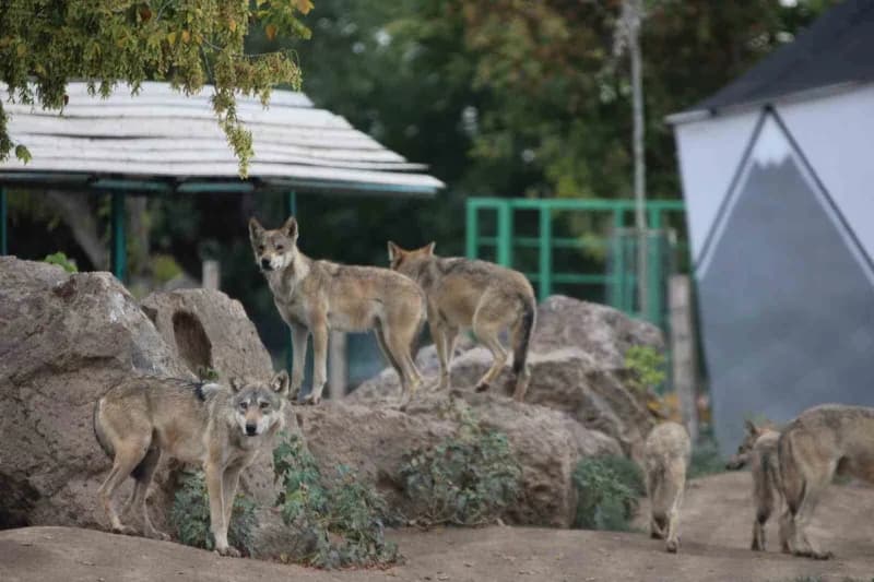 Anadolu Harikalar Diyarı Hayvanat Bahçesi'nde yavru sevinci yaşanıyor.
