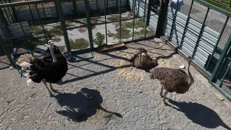 Anadolu Harikalar Diyarı Hayvanat Bahçesi'nde yavru sevinci yaşanıyor.