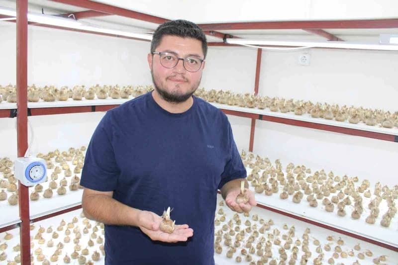 Kayseri’de kapalı alanda safran üretimi yapan Mustafa Demir ve safran bitkileri