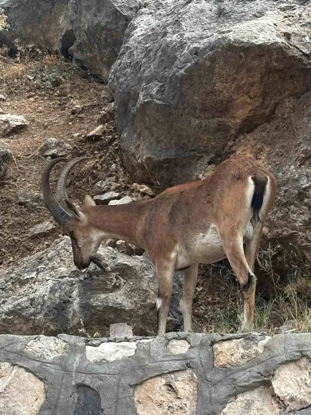 Elazığ’ın Keban ilçesinde koruma altında bulunan dağ keçileri, ilçe merkezine yakın bölgelerde görüntülendi