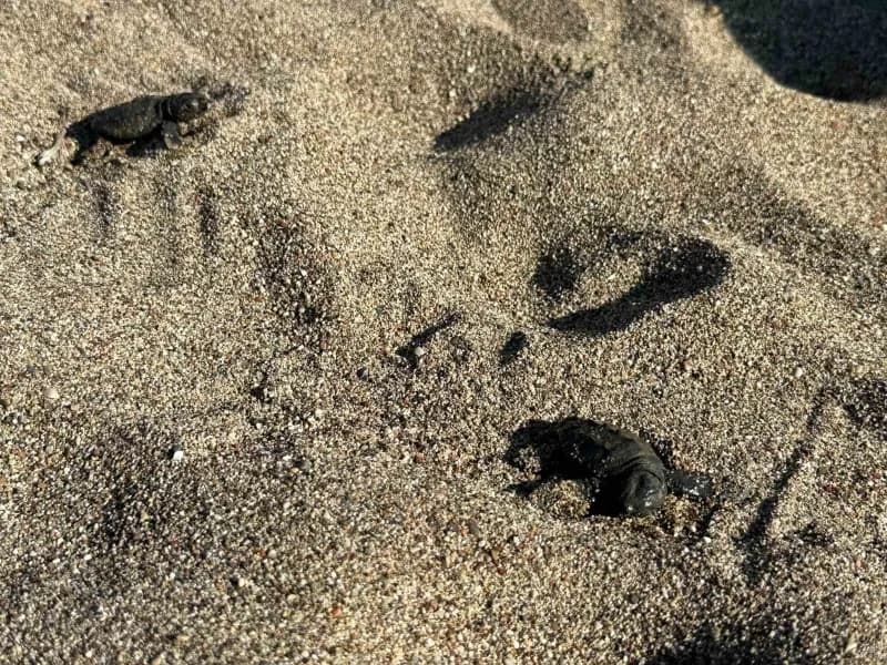 Caretta carettaların yuvalama alanları arasında yer alan Ulupınar Mahallesi'ne bağlı Çıralı sahilinde son yuva açıldı.