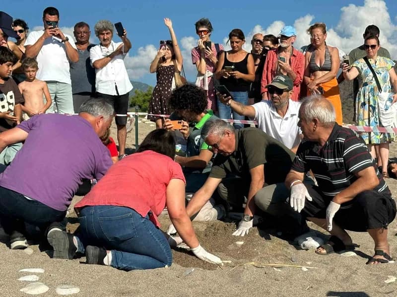 Caretta carettaların yuvalama alanları arasında yer alan Ulupınar Mahallesi'ne bağlı Çıralı sahilinde son yuva açıldı.